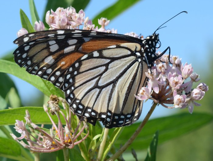 butterfly