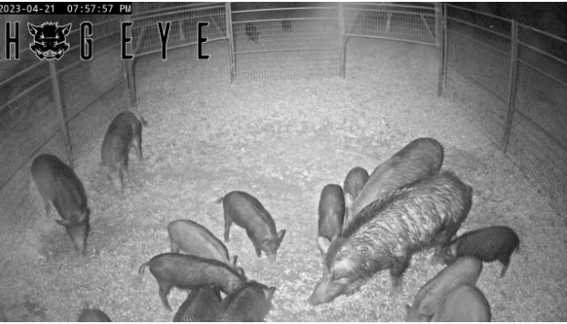 Wild hogs
