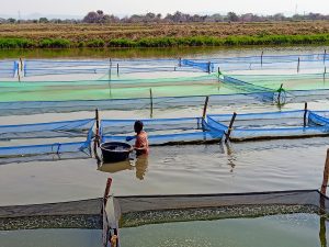 The MSU-led Feed the Future Innovation Lab for Fish works to improve aquatic health and nutrition with partners around the world, including at this aquaculture pond in Zambia. (Submitted photo)